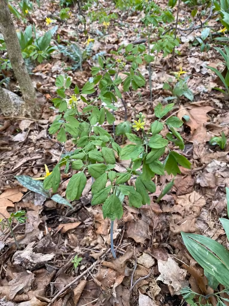 Blue cohosh, In flower