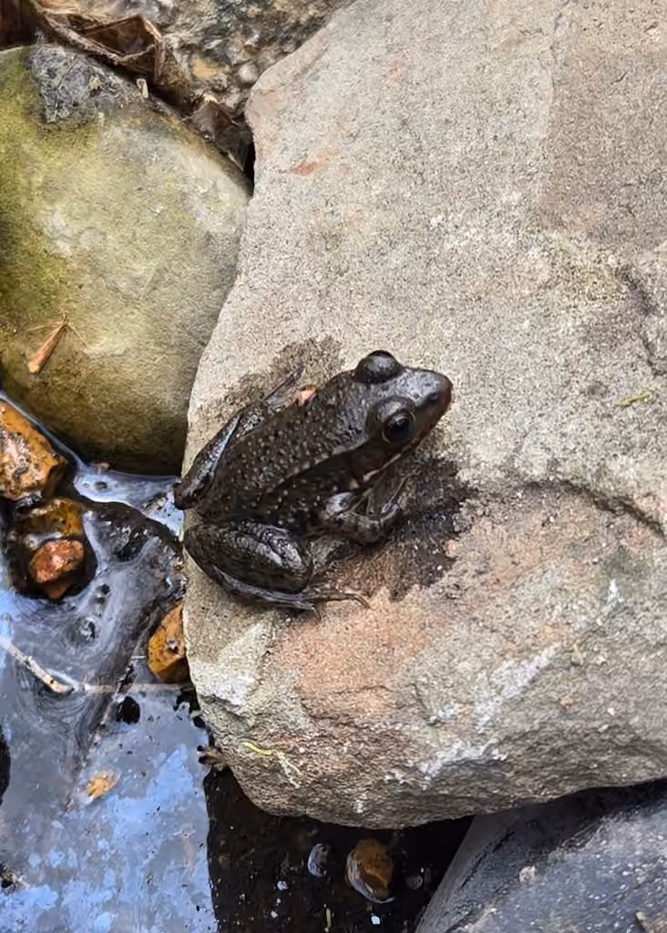 Grenouille verte, Juvénile