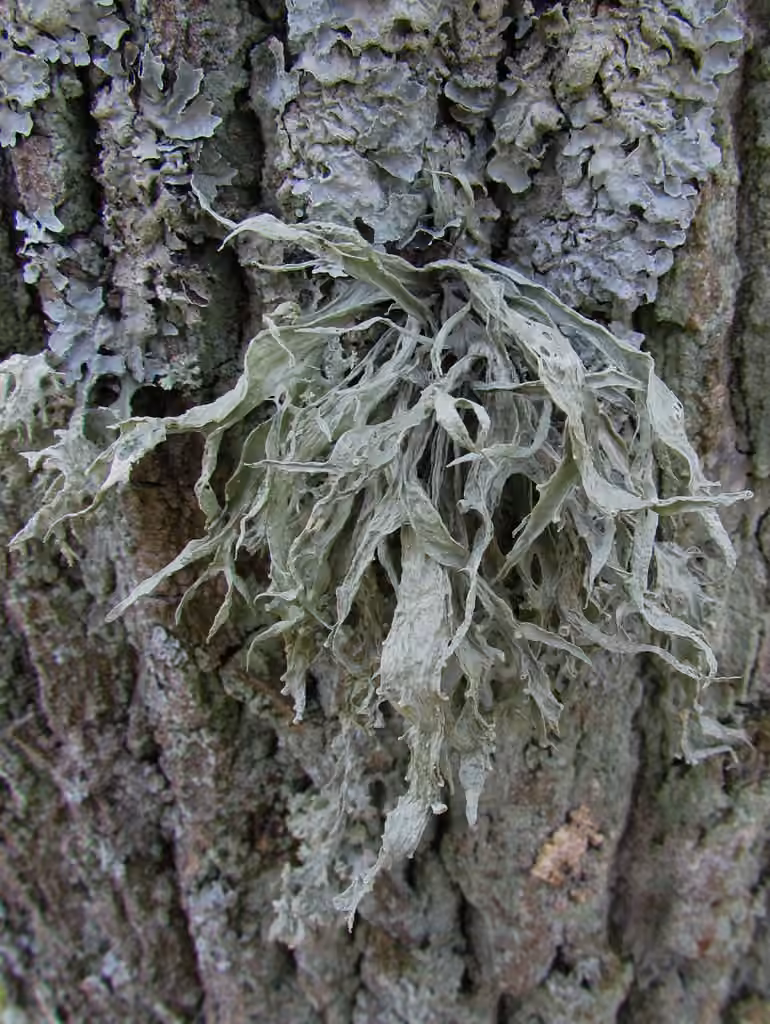 Cartilage Lichen, photo 1 of 5