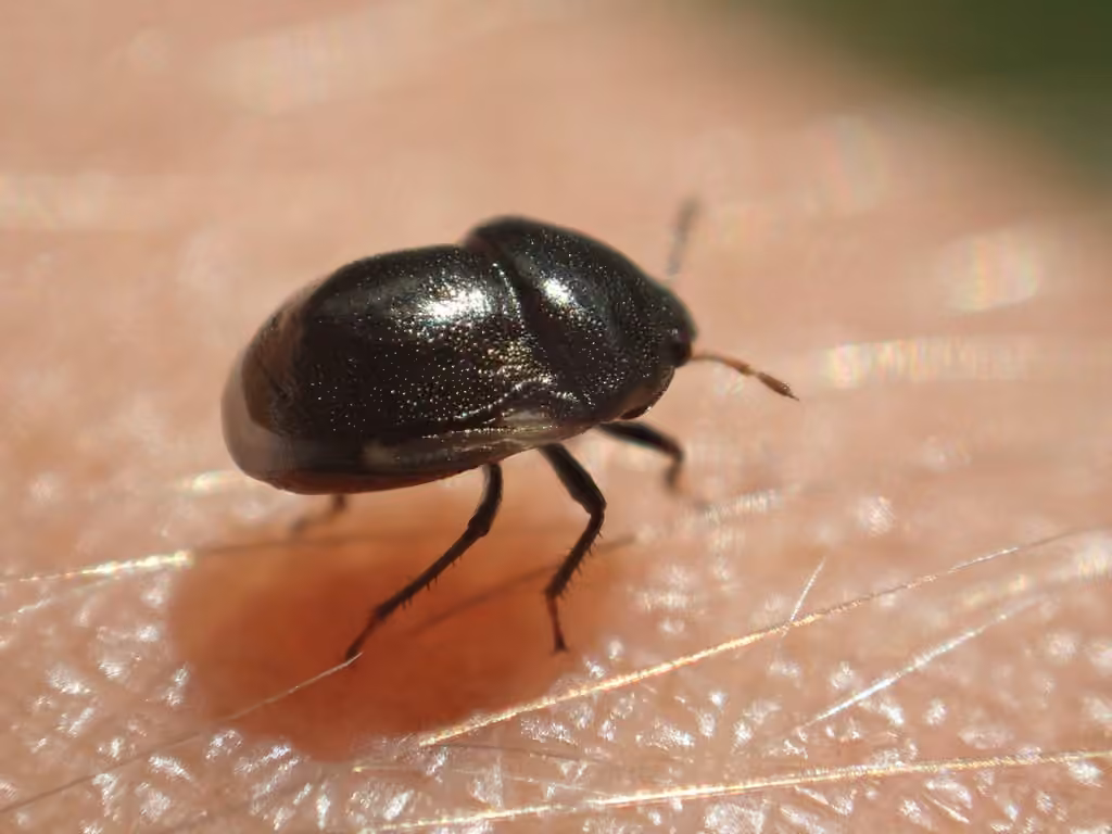 Little Ebony Bug, photo 3 of 5