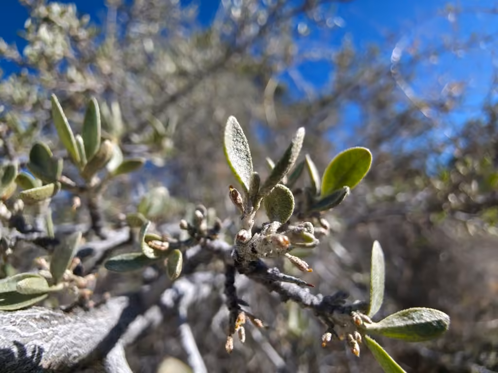 Silver buffaloberry, In flower