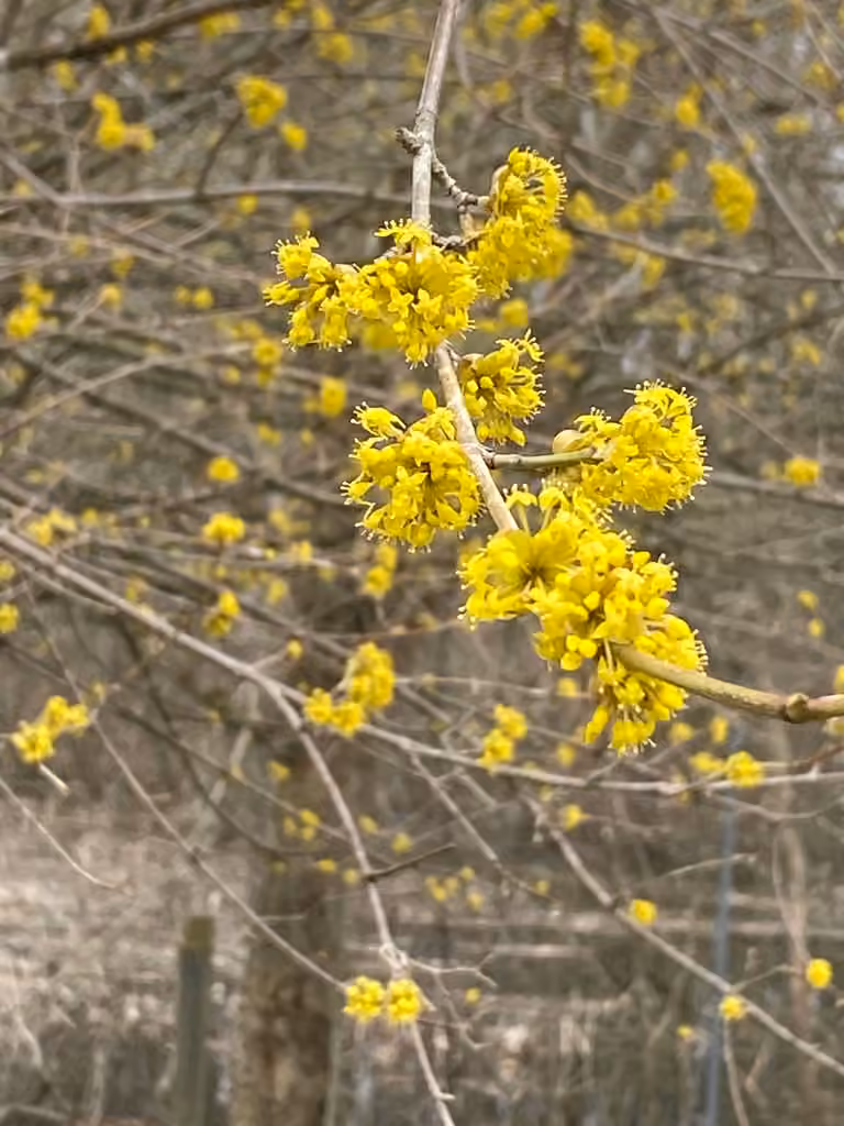 Cornouiller mâle, En fleurs