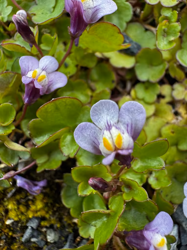 Cymbalaire des murs, En fleurs