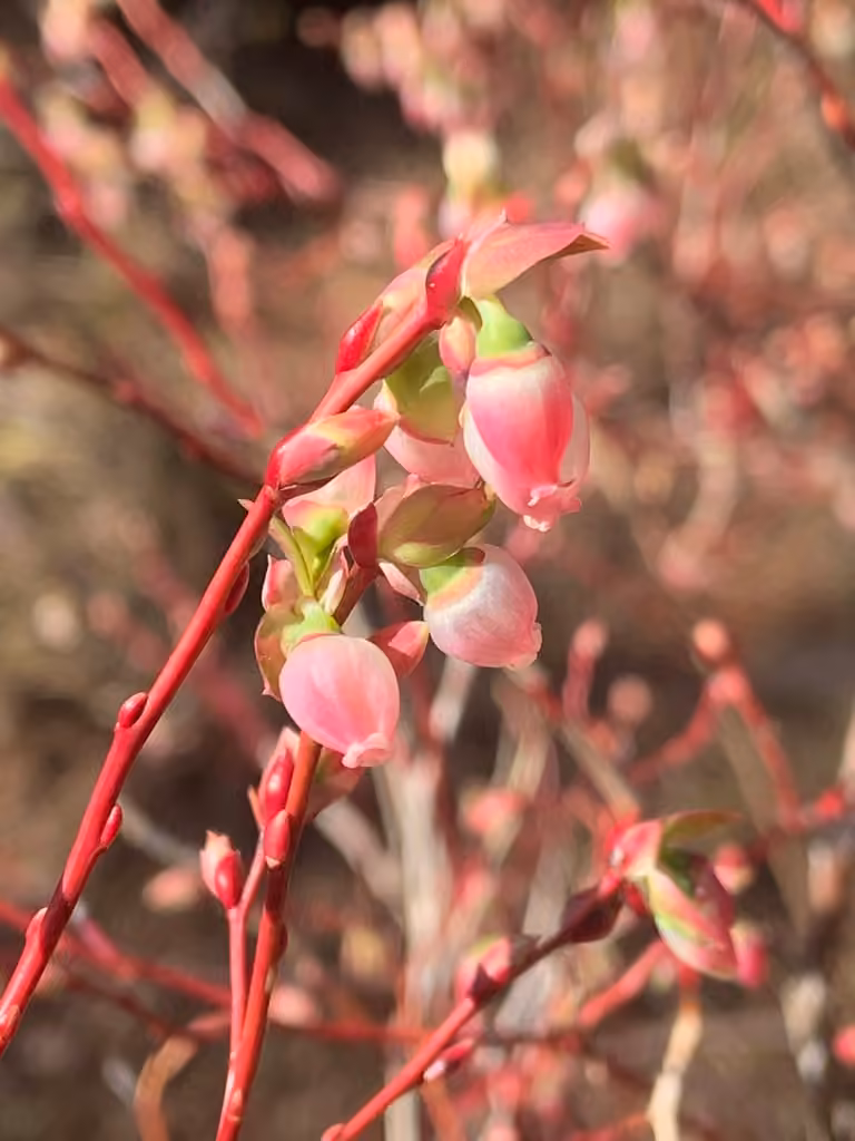 Airelle à feuilles ovées, En fleurs