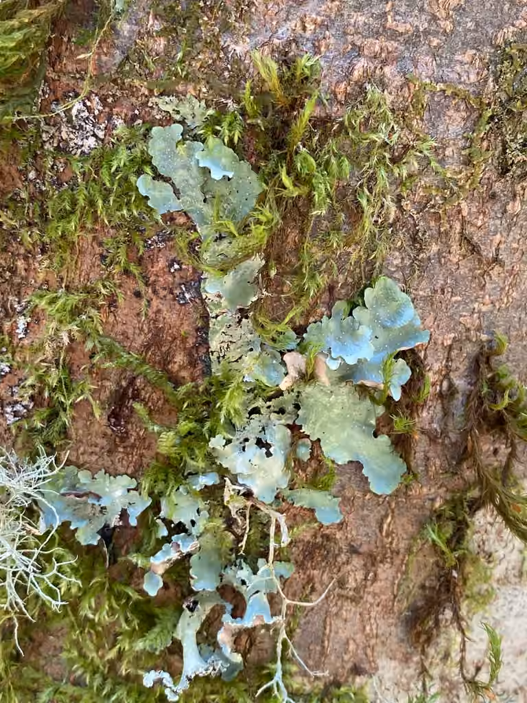 Speckled Rag Lichen, photo 3 of 5