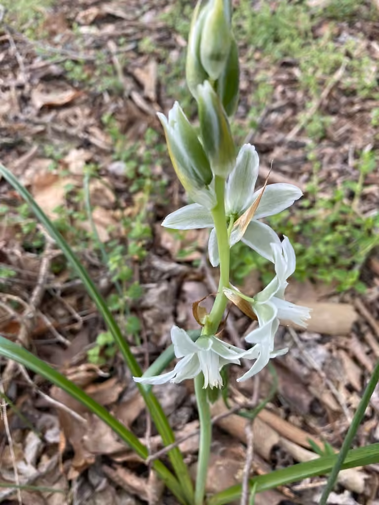 Ornithogale à fleurs penchées, En boutons