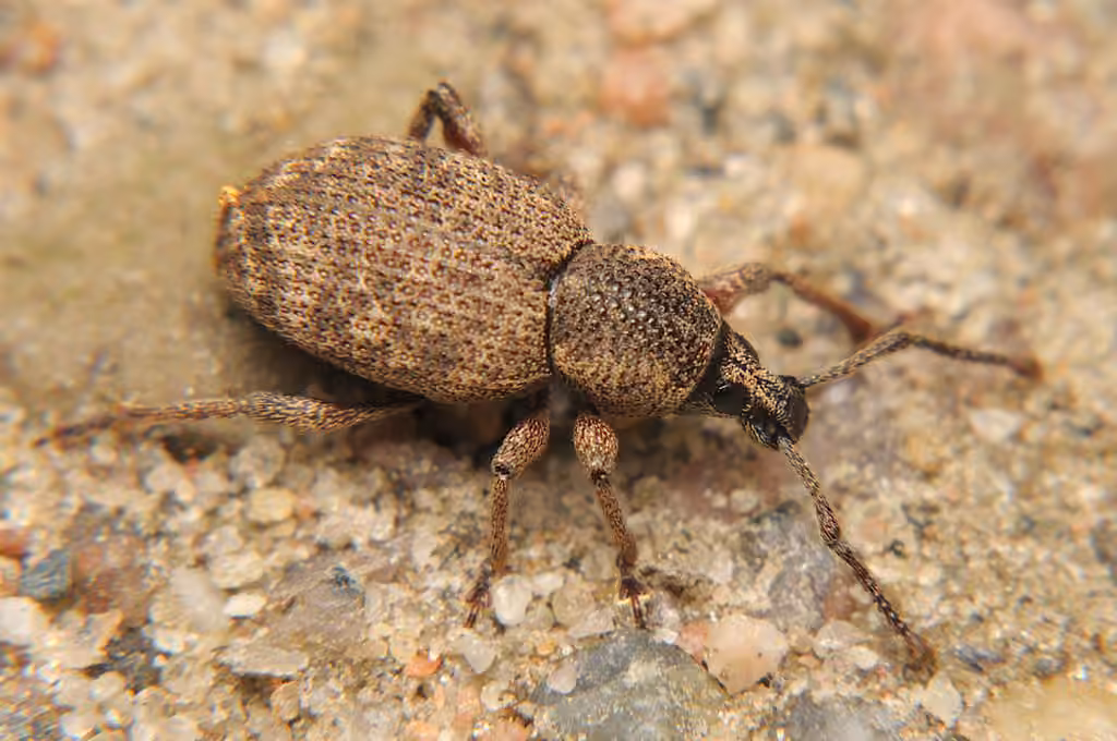Otiorhynque à pattes couleur de poix
