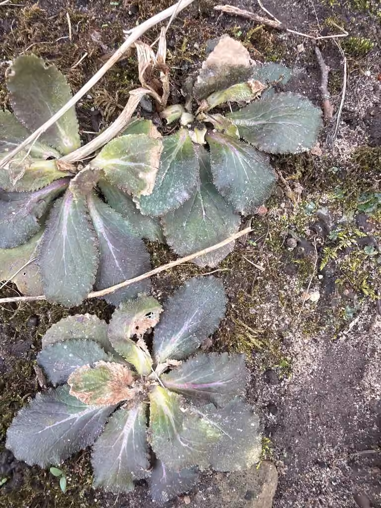 Indian-tobacco, No flowers or fruits
