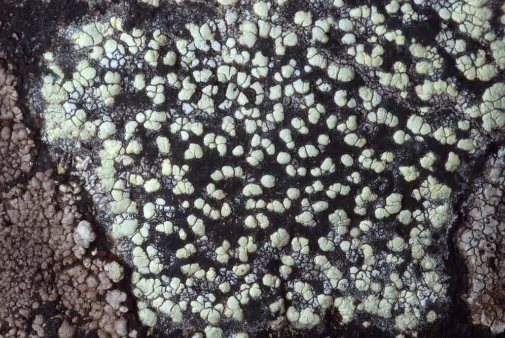 Lichen géographique, photo 3 sur 5