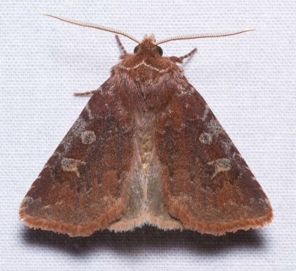 Reddish Speckled Dart, Adulte