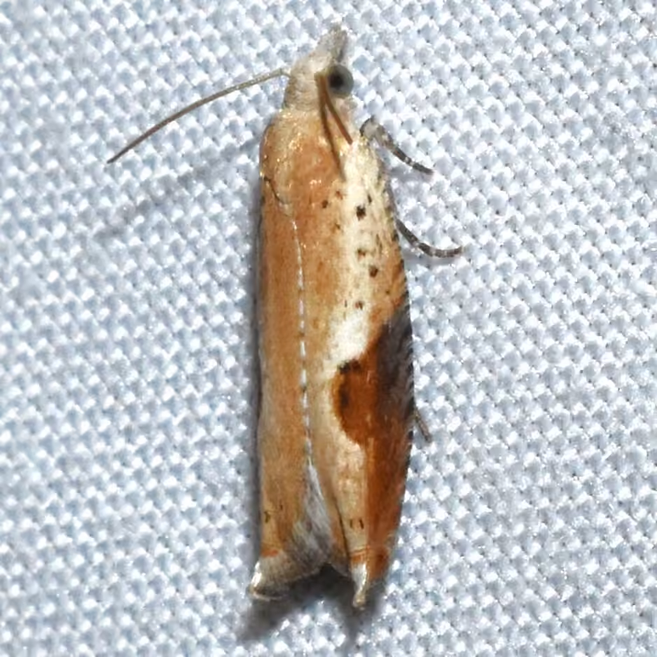 Pseudexentera costomaculana, photo 3 of 5