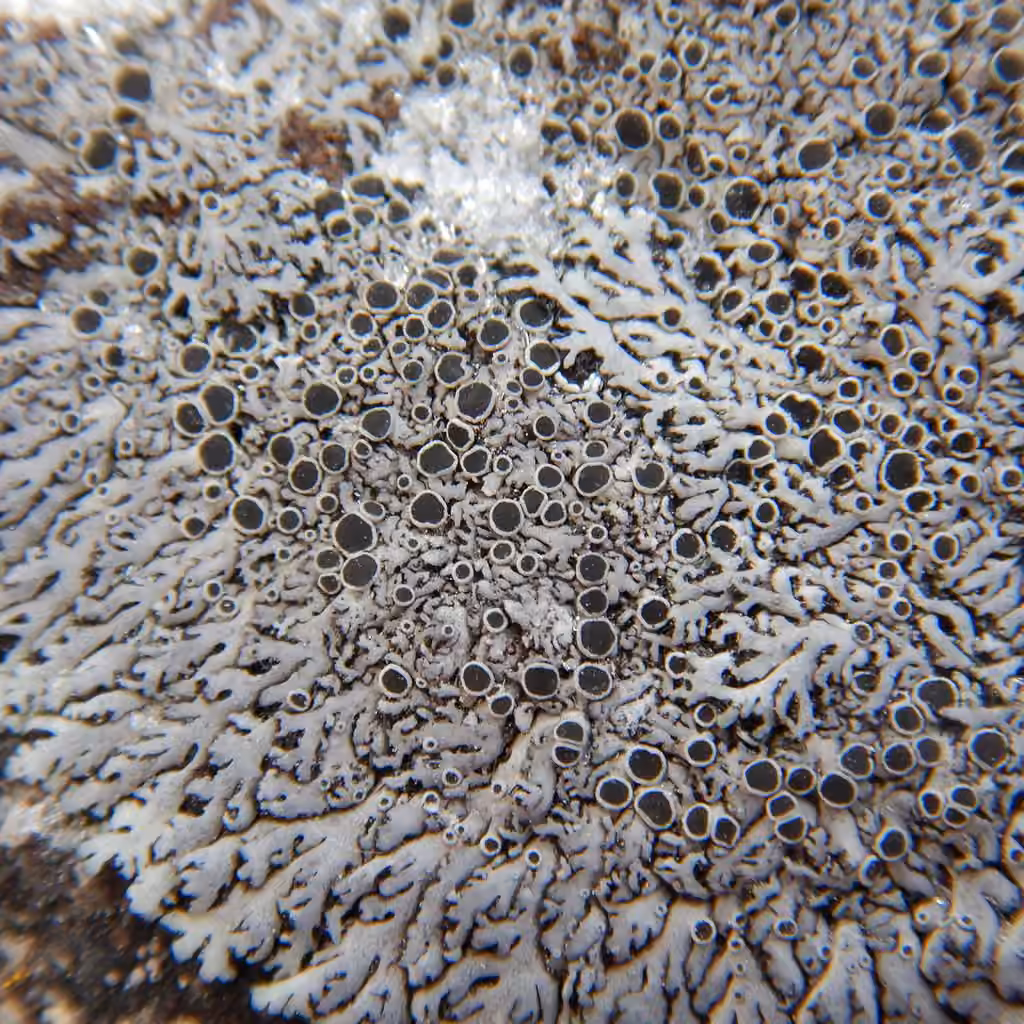 Physcie à disques noirs, photo 2 sur 5