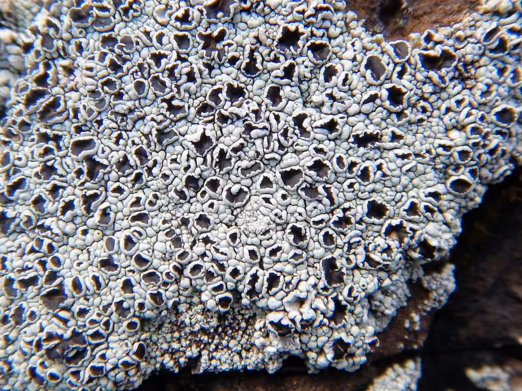 Lichen encroûtant gris, photo 3 sur 5