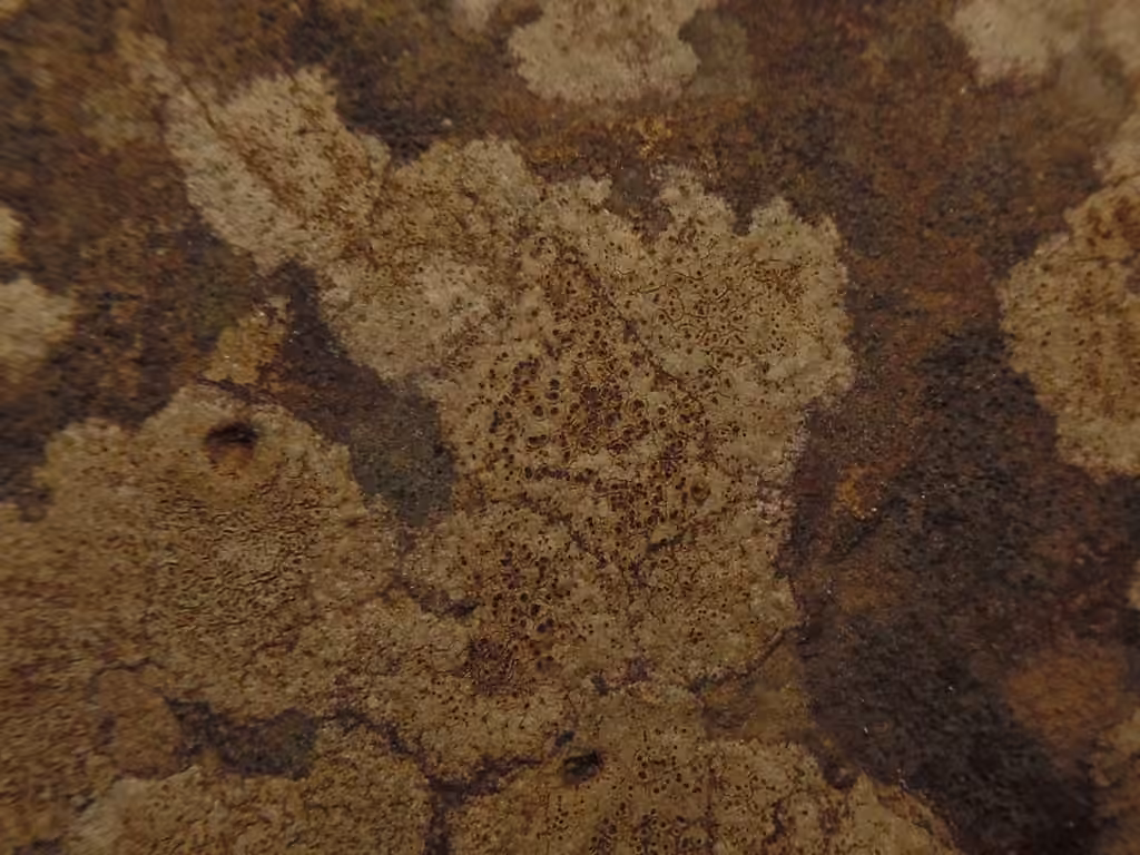 Rusty Brook Lichen, photo 2 of 5