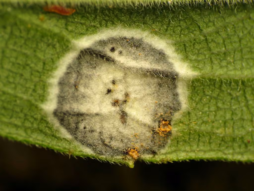 Asteromyia Gall Midge Fungus, photo 3 sur 5