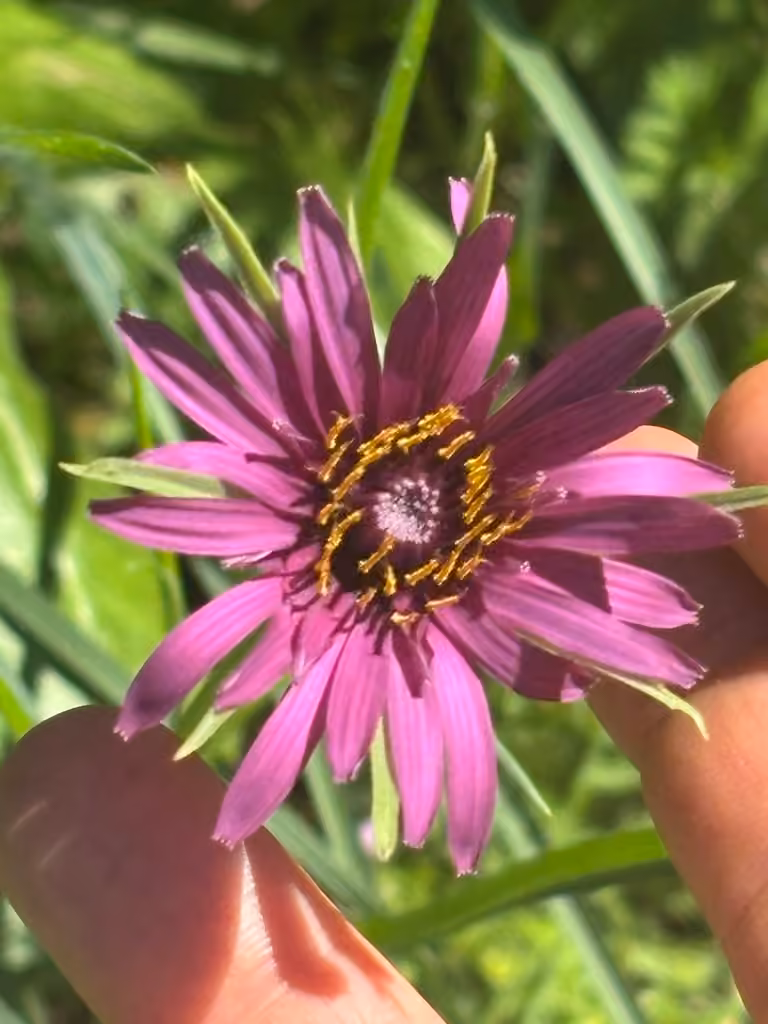 Salsify, In flower