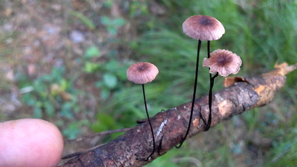 Marasme androsace, photo 3 sur 5