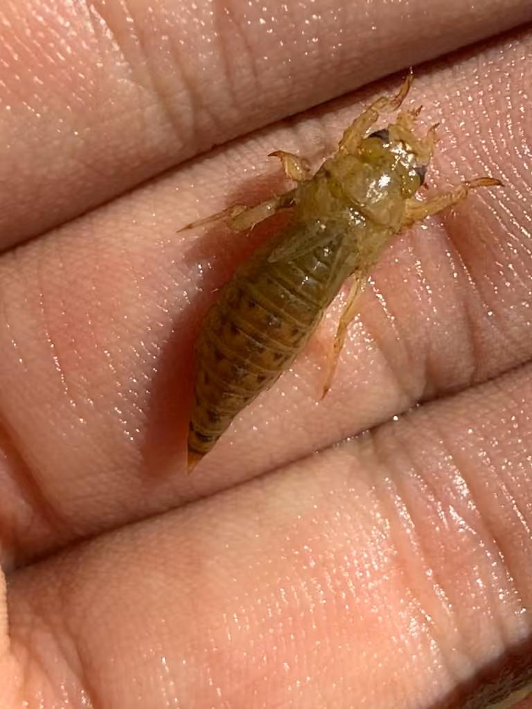 Gomphe des sables, Nymphe