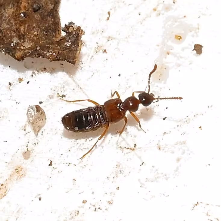 Rove beetle, photo 2 of 5
