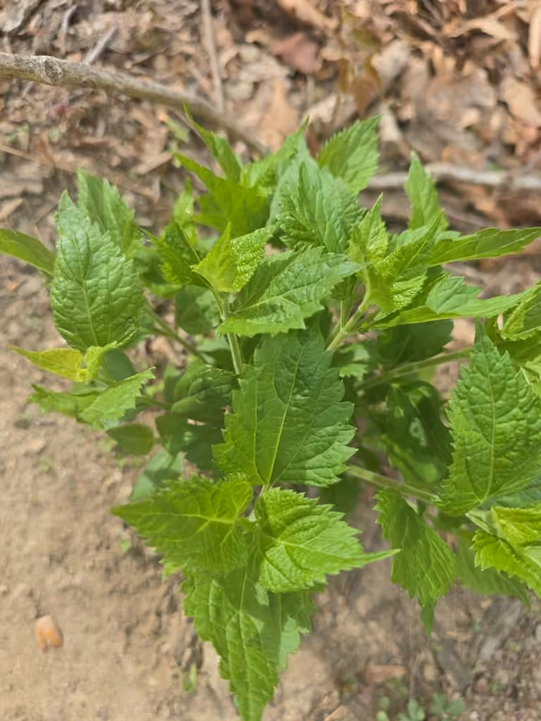 White snakeroot, No flowers or fruits