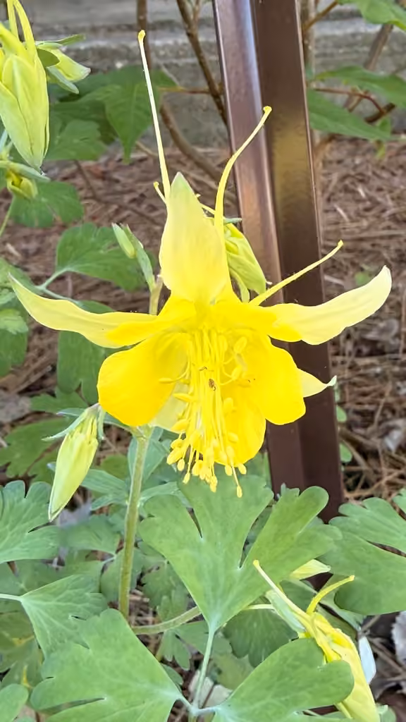 Golden columbine, En fleurs