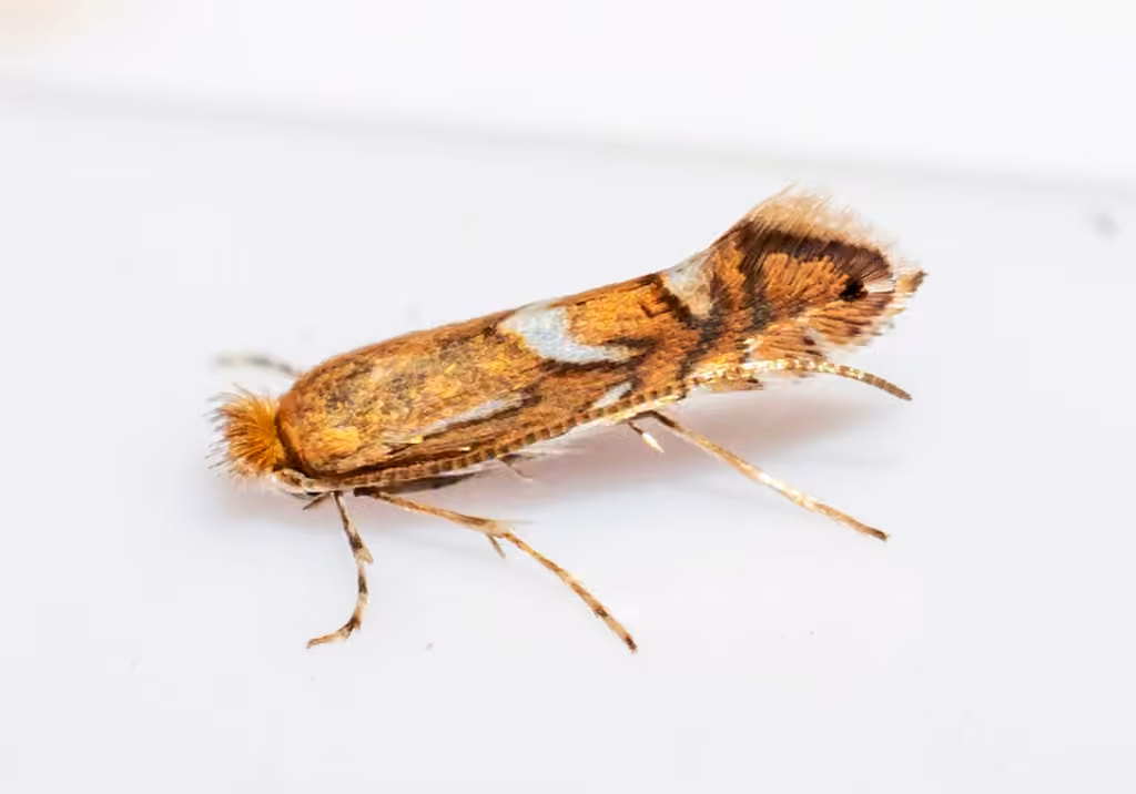 Phyllonorycter aeriferella, photo 3 of 5
