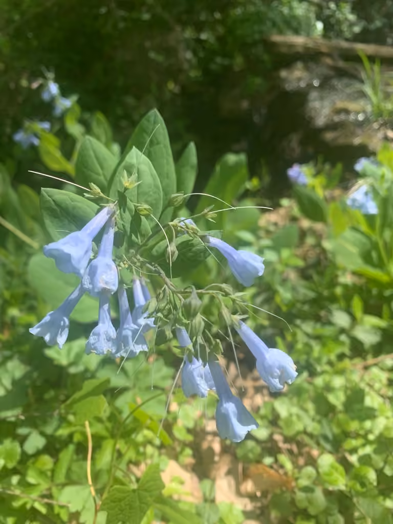 Virginia bluebells, In fruit