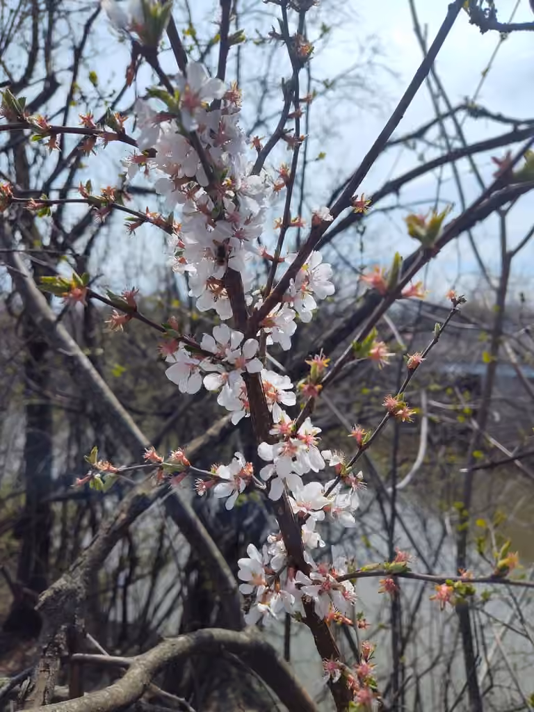 Cerisier tomenteux, En fleurs