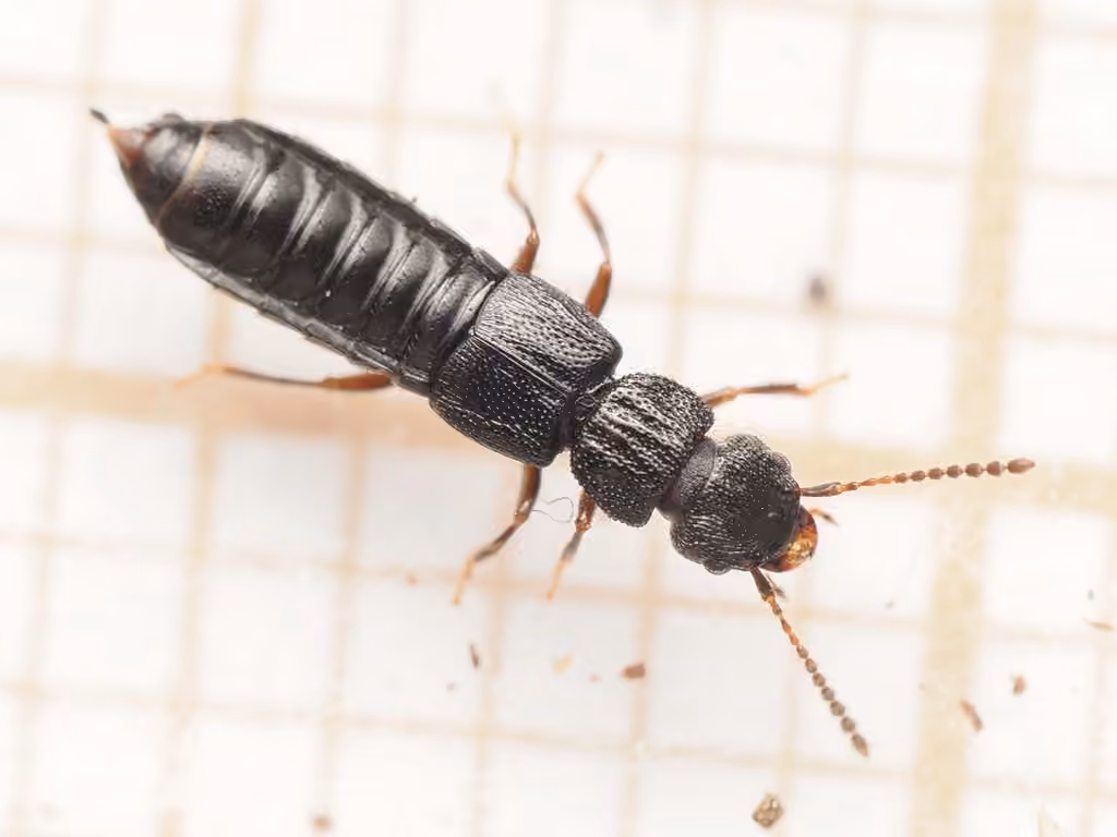 Rove beetle, Male