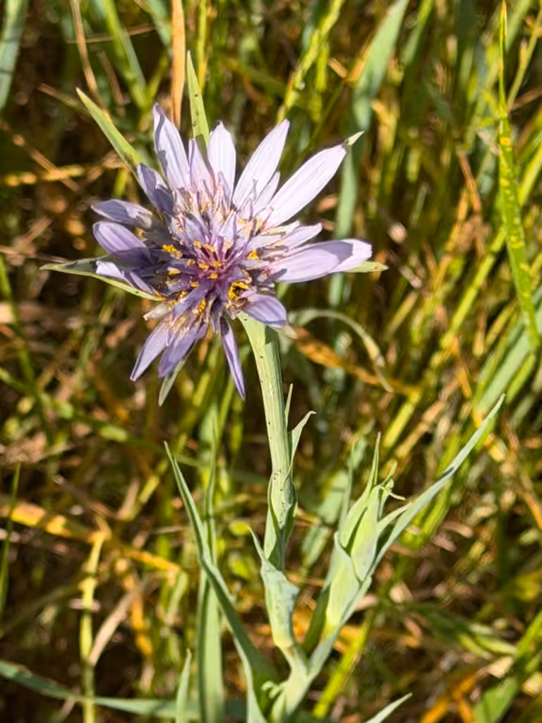 Salsify, Flower buds