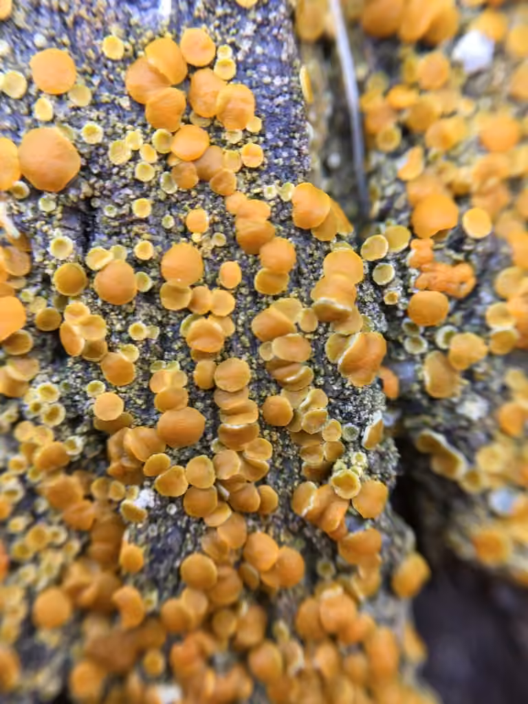 Bark Sulphur-firedot Lichen, photo 2 of 5