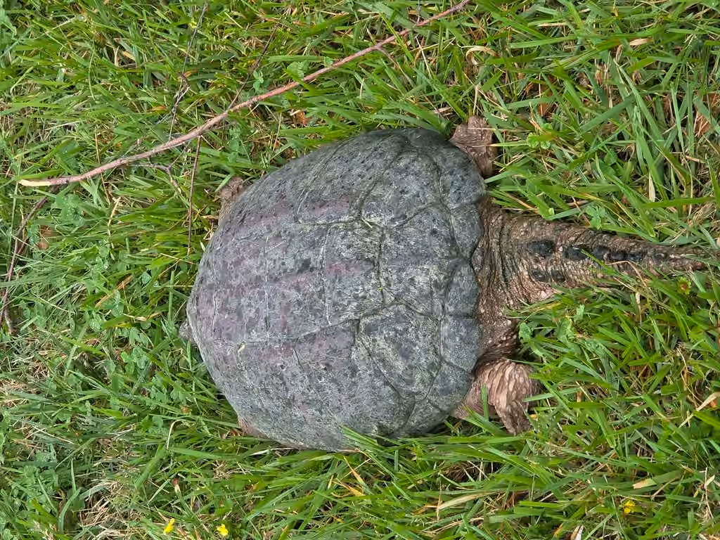 Tortue serpentine, Mâle