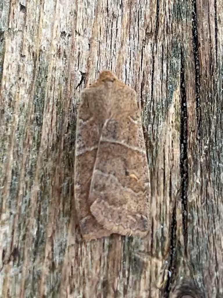 Morrison's Sallow, photo 3 sur 5