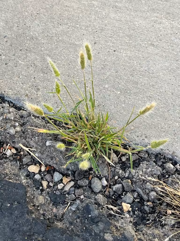rabbitfoot grass, In fruit