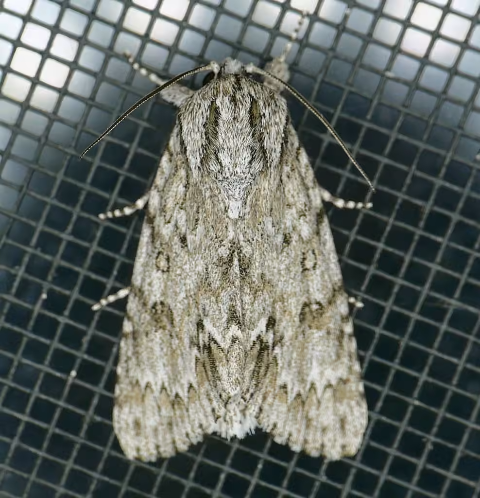 Long-winged Dagger, photo 1 sur 5