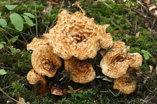 Chanterelle de Kauffman, photo 3 of 5