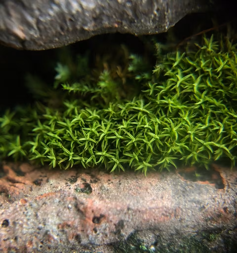 Small Twisted Moss