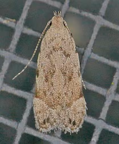 Anacampsis conclusella, Adult