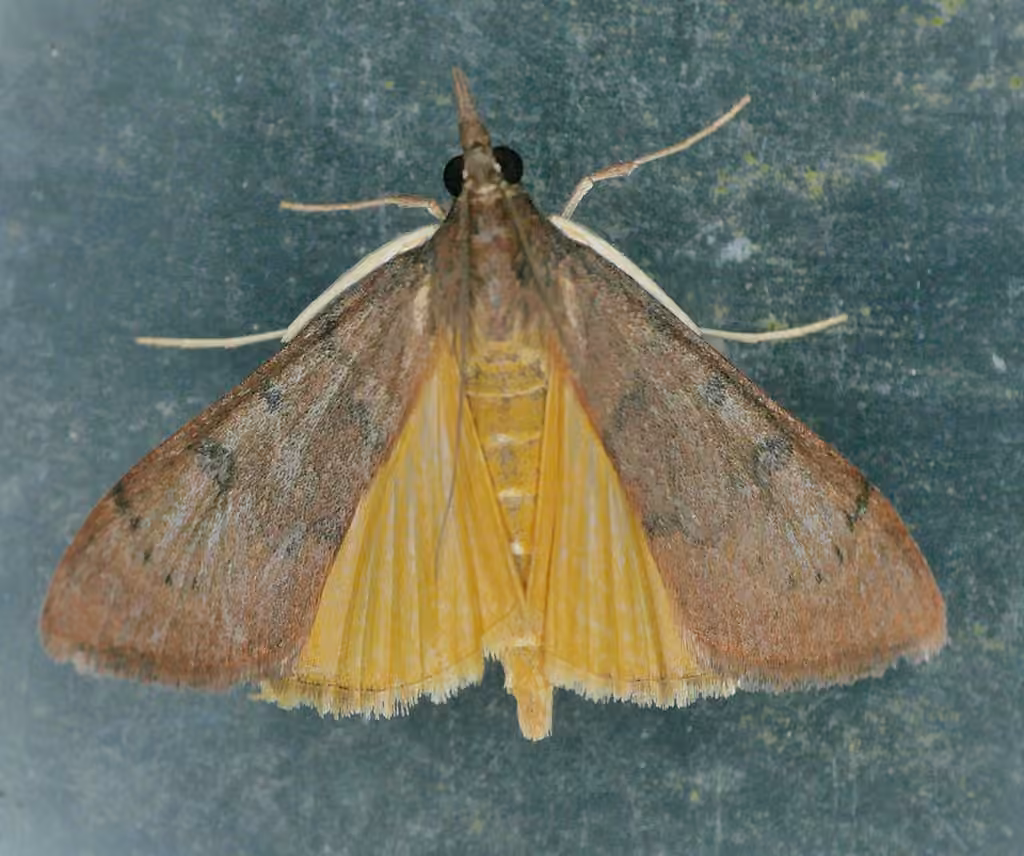 Genista Broom Moth, photo 3 sur 5