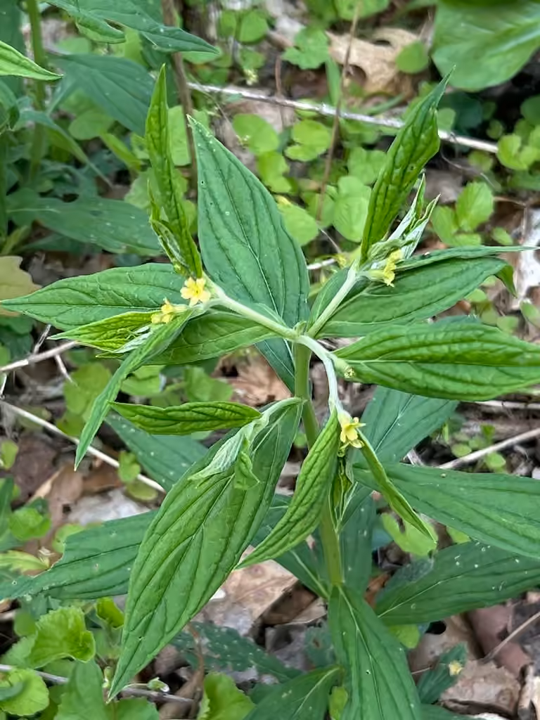 American gromwell, In flower