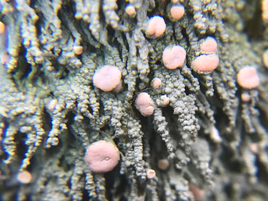 Icmadophile en filets, photo 2 sur 5