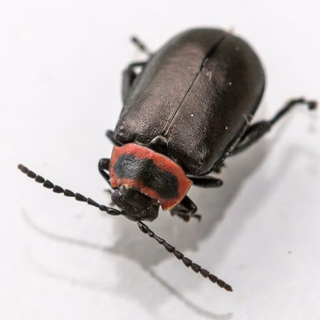 Red-lined Flea Beetle, photo 2 of 5