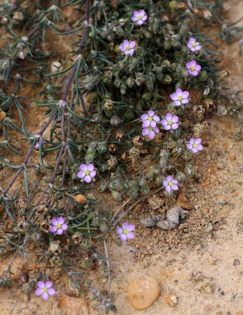 Red sandspurry