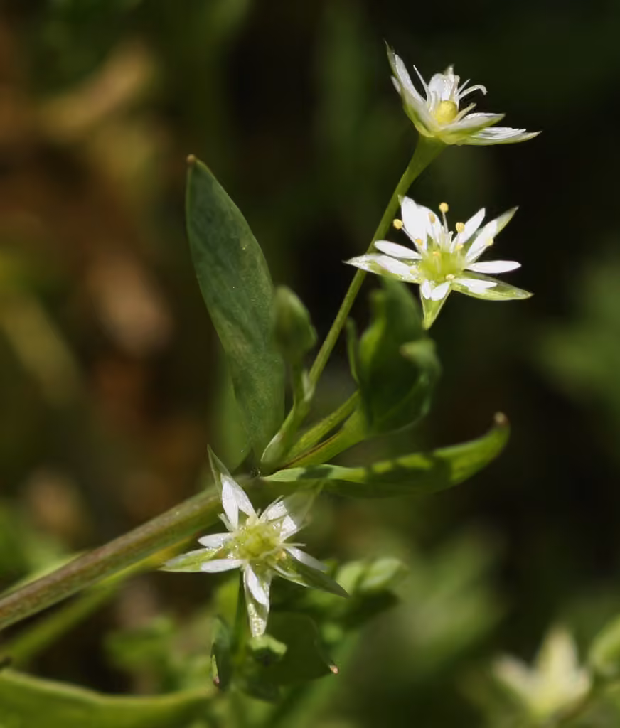 Stellaire fausse-alsine, photo 1 sur 5
