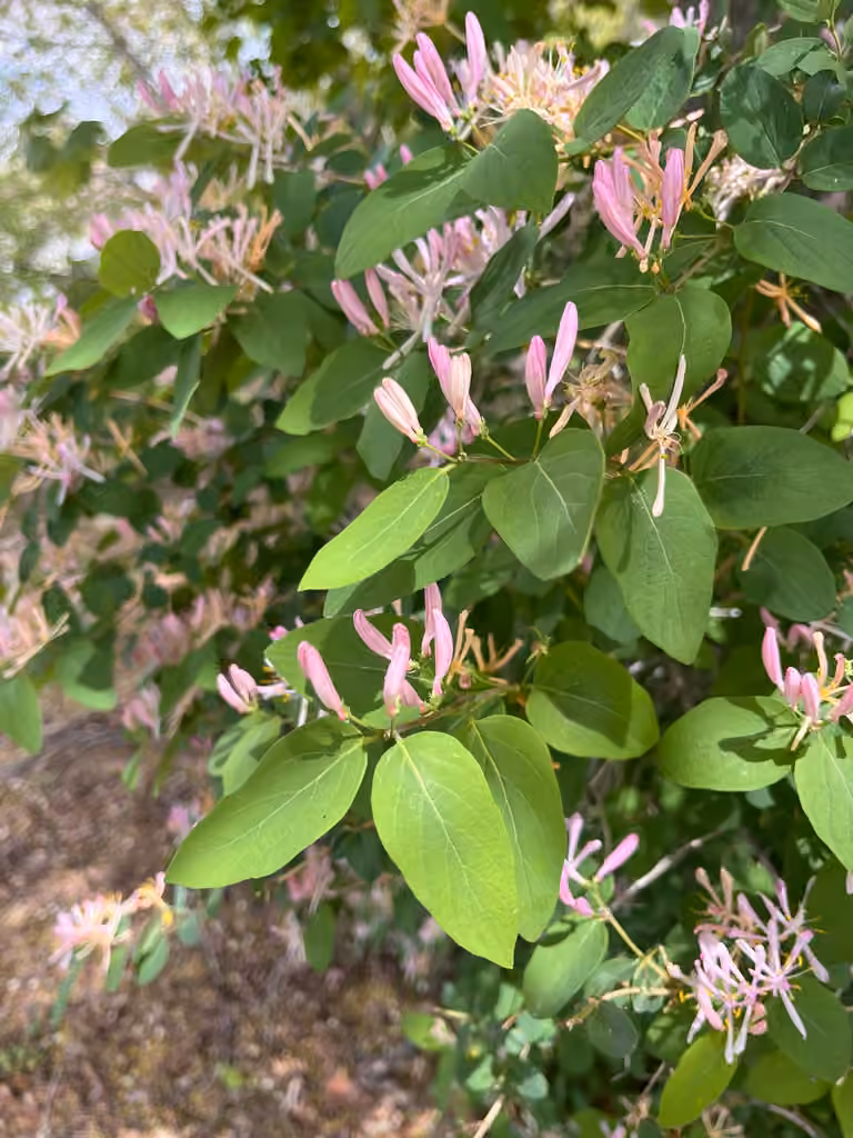 Chèvrefeuille de Tartarie, En fleurs