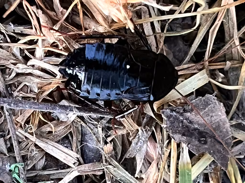 Blatte orientale, Nymphe
