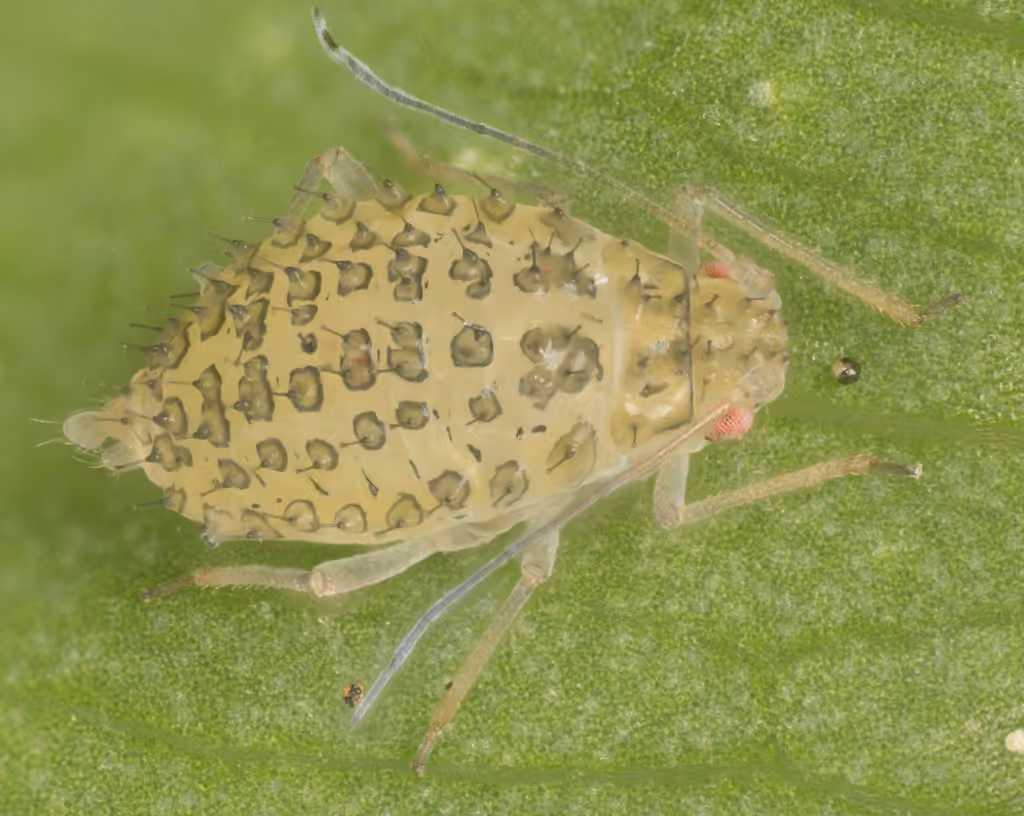 Spotted alfalfa aphid, photo 2 of 5