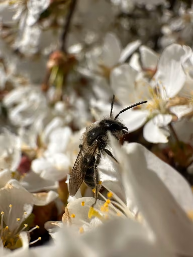 Bradley's Mining Bee, Male