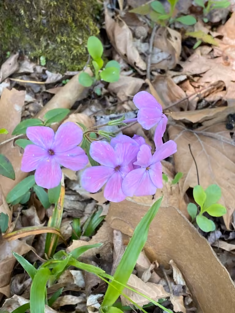 Phlox stolonifère, En fleurs
