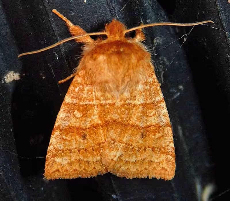 Pettit's Sallow, Adulte